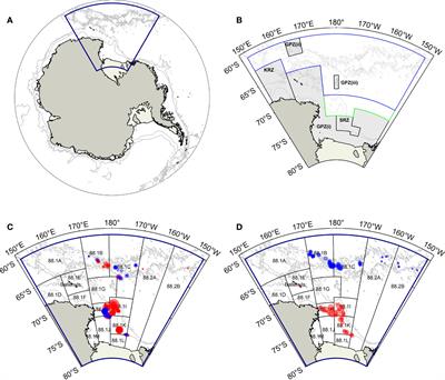Comparative biology of the grenadiers Macrourus caml and M. whitsoni in the Ross Sea region, Antarctica